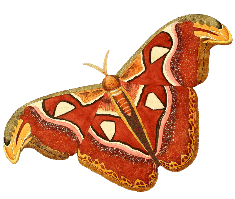 an atlas moth